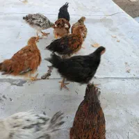 جوجه محلی 3ماهه