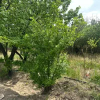 فروش باغچه ۶۵۰ متری با امکانات بالا