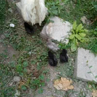 مرغ چاپنیز با ۵جوجه