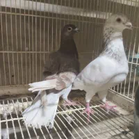 کفتر آلمانی 3جفت