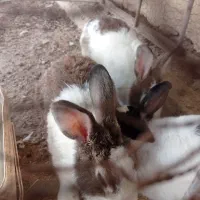 خرگوش|موش و خرگوش|ایذه, |دیوار