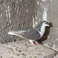 کبوتر