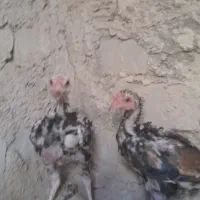 مرغ لاری اصیل