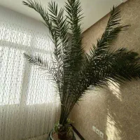 نخل فنیکس ۳ متری