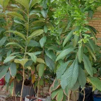 نهال ازگیل،نهال سیب ترش،نهال نارنج،نهال پسته