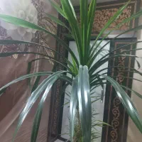 درختچه پاندانوس
