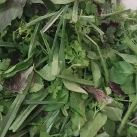 محصولات خانگی پاک