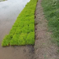 نشاء برنج