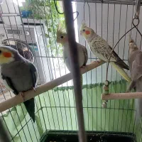 یک جفت عروس هلندی تخم گذار