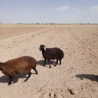 بره ماده پای قوچ دوقلوزا