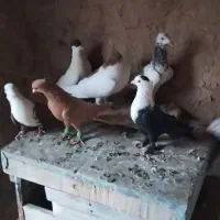 کبوتر پرشی وجفت گاه