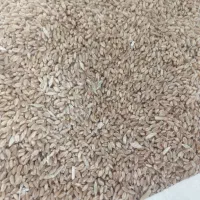 گندم تمیز 55
