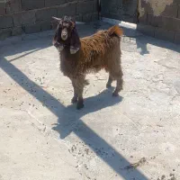 بزغاله نر