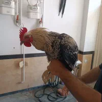 فروش خروس درجه 1