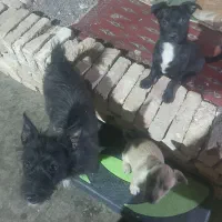 سگ گوشتیز