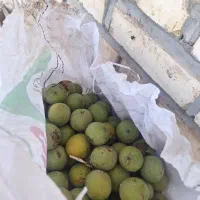 گردو کاغذی