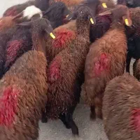 بره ماده