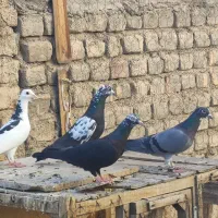 کفتر یا کبوتر