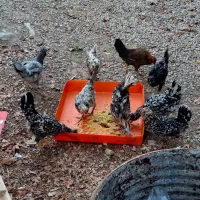 مرغ و خروس و مرغ کورک