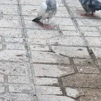 جوجه کفتر کله دم سبر