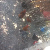 مرغ  و خروس