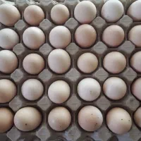 تخم مرغ وتخم بوقلمون وجوجه محلی درسایزهای مختلف.