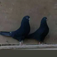 زاغ زغالی