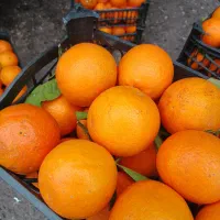 ۷۰ کیلو تامسون سبدی کیلو ۶۰