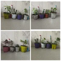 تعدادی پک گل و گیاه آپارتمانی