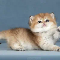بچه گربه های اشرافی ( پرشین بریتیش اسکاتیش)