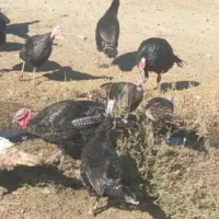 بوقلمون نروماده