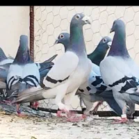 5تا دسته کفتر