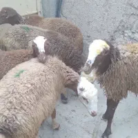 کاور ماده ونر
