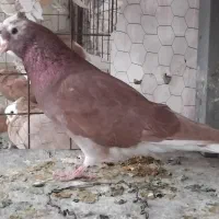 کبوتر .دهاتی نر
