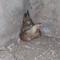 مرغ با جوجه