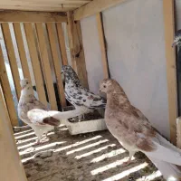 شازده هما و کاشونی