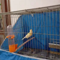 قناری ماده