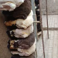 .بره|حیوانات مزرعه|ایذه, |دیوار