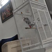 قفس پرنده