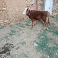 گوساله‌نرسمیتال‌بهترین جنس