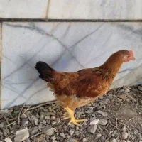 جوجه