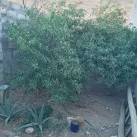 فروش زمین شهرک هزارانی