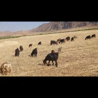 حیوان|حیوانات مزرعه|خرمآباد, |دیوار