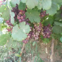 فروش انگور مرغوب بدون سم زدای