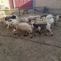 بره نر|حیوانات مزرعه|مرودشت, زنگی آباد|دیوار