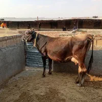 گاو همدانی   خیابان بوعلی