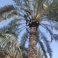 بریدن نخل بریدن درخت هرسنخل باغبانی قطع نخل سمپاشی