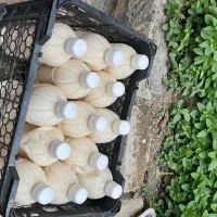 کشک مایع گوسفندی