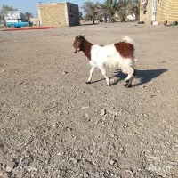 کهر نر