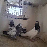 ۳عدد کله دمی ماده و۲عددجوجه کله دمی
